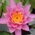 Le Tilleul A Fleurs Bed & Breakfast 4*