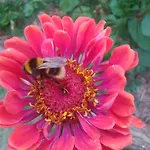 Le Tilleul A Fleurs 4*