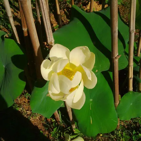 Le Tilleul A Fleurs