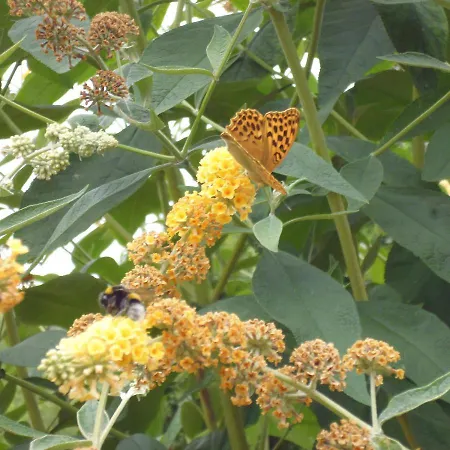 Le Tilleul à Fleurs * Dégagnac