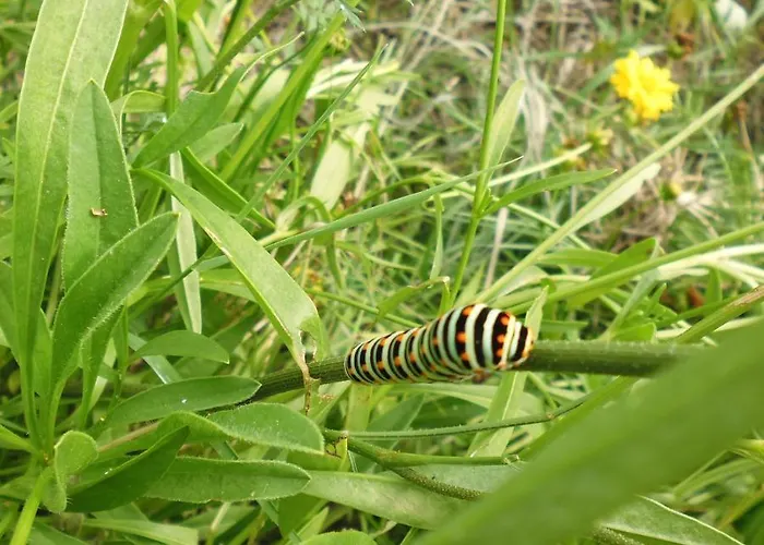 فندق مبيت وإفطار Le Tilleul A Fleurs Dégagnac