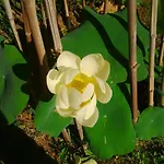 Le Tilleul A Fleurs