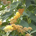 Le Tilleul A Fleurs 4* Dégagnac