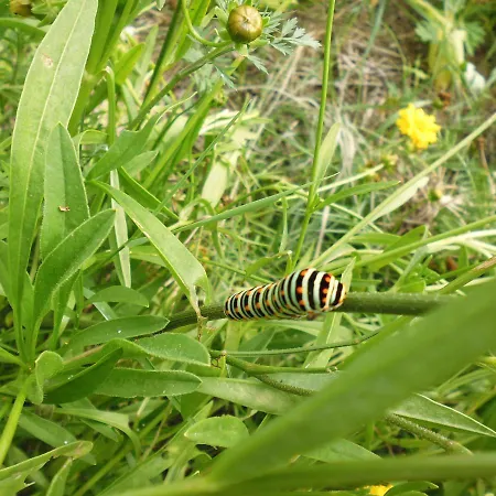 فندق مبيت وإفطار Le Tilleul A Fleurs Dégagnac