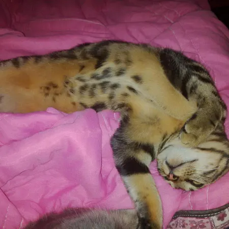 Le Tilleul A Fleurs 4* Dégagnac