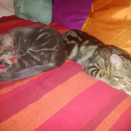 Le Tilleul à Fleurs Dégagnac