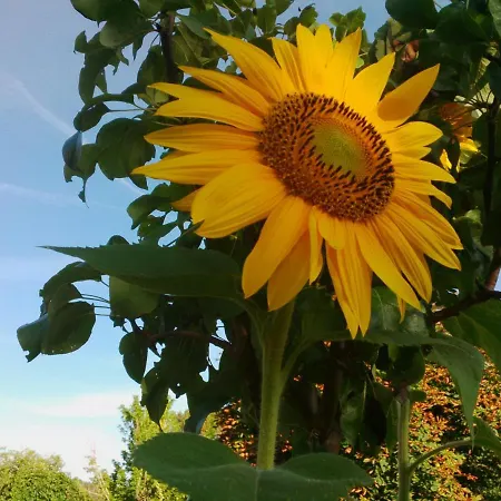 Le Tilleul A Fleurs Degagnac