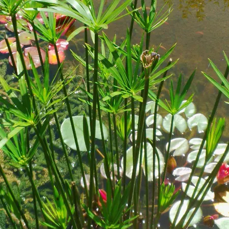 Le Tilleul A Fleurs Bed & Breakfast