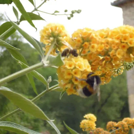 Le Tilleul A Fleurs Degagnac