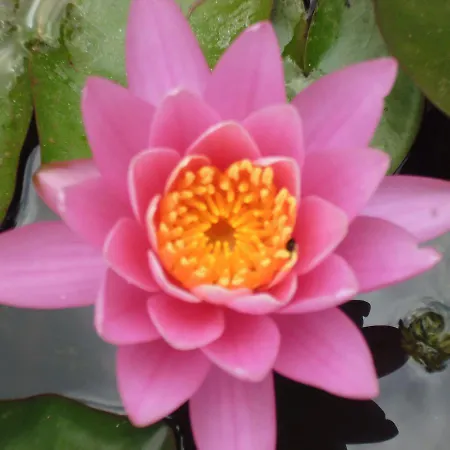 Le Tilleul A Fleurs فندق مبيت وإفطار 4*