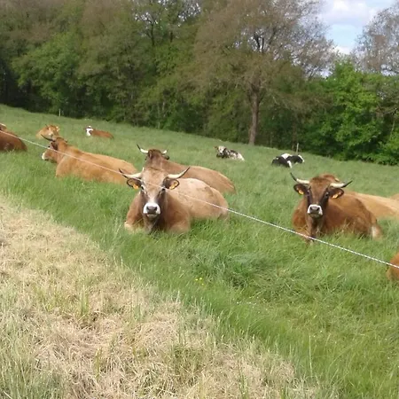 Le Tilleul à Fleurs Dégagnac