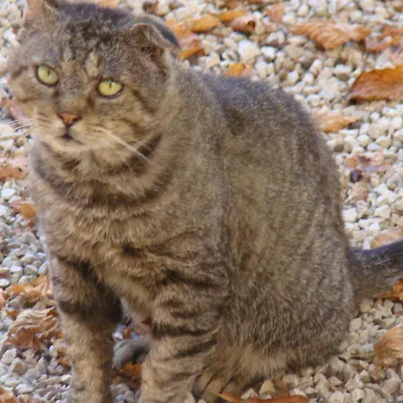 Couette-café Le Tilleul à Fleurs Dégagnac