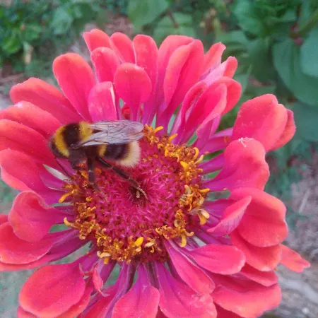 Le Tilleul à Fleurs 4*