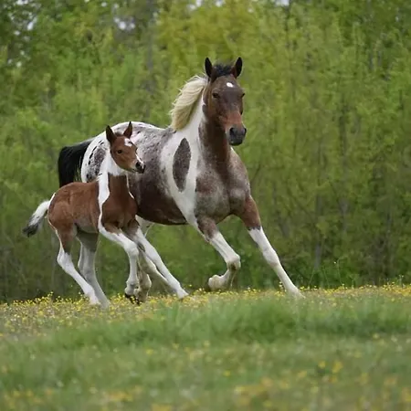 Le Tilleul A Fleurs Bed & Breakfast *