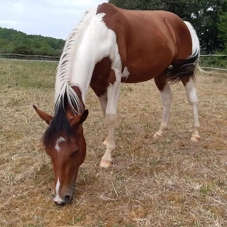 Le Tilleul A Fleurs 4* Dégagnac