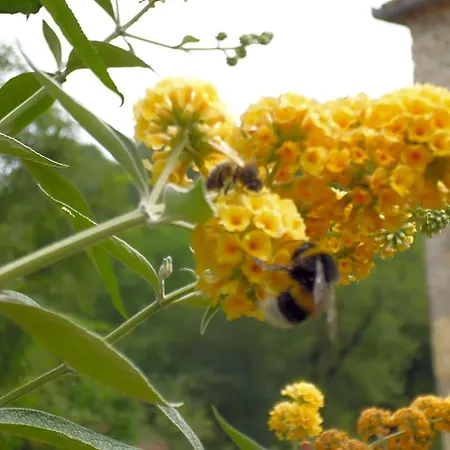 Le Tilleul A Fleurs B&B