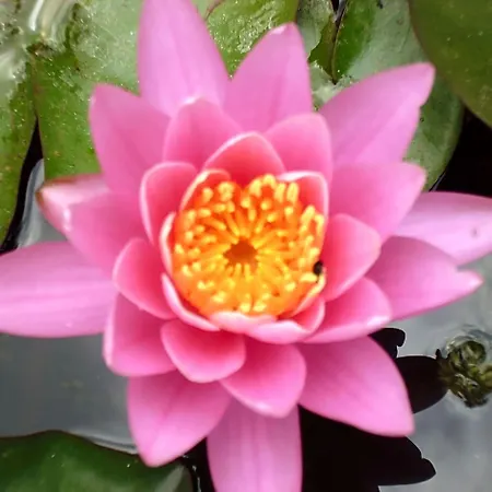 Le Tilleul A Fleurs B&B 4*