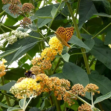 B&B Le Tilleul A Fleurs 4*
