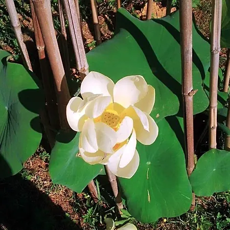 فندق مبيت وإفطار Le Tilleul A Fleurs Dégagnac