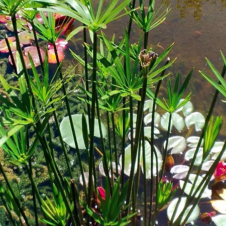 B&B Le Tilleul A Fleurs 4*